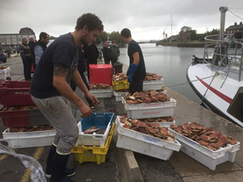 Ouverture de la pêche à la coquille sur fond de polémique