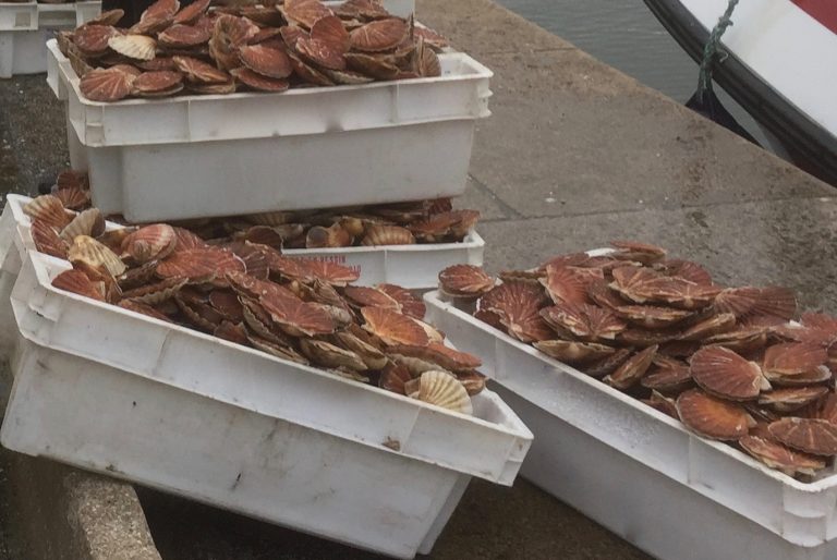 Vente de coquilles Saint-Jacques au profit du Bénin