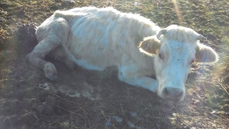 Une information pour maltraitance sur animaux pourrait-être ouverte à Quetteville