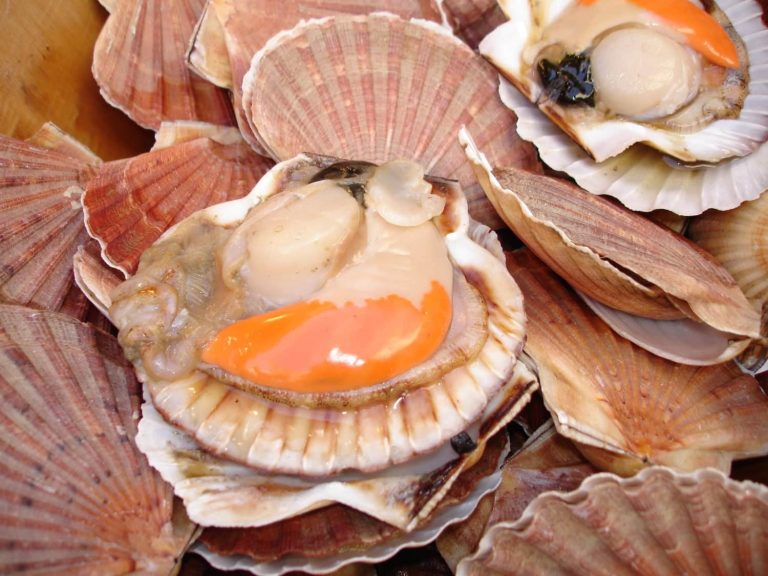 Ouverture de la pêche à la Coquille Saint-Jacques : il faudra attendre un peu…