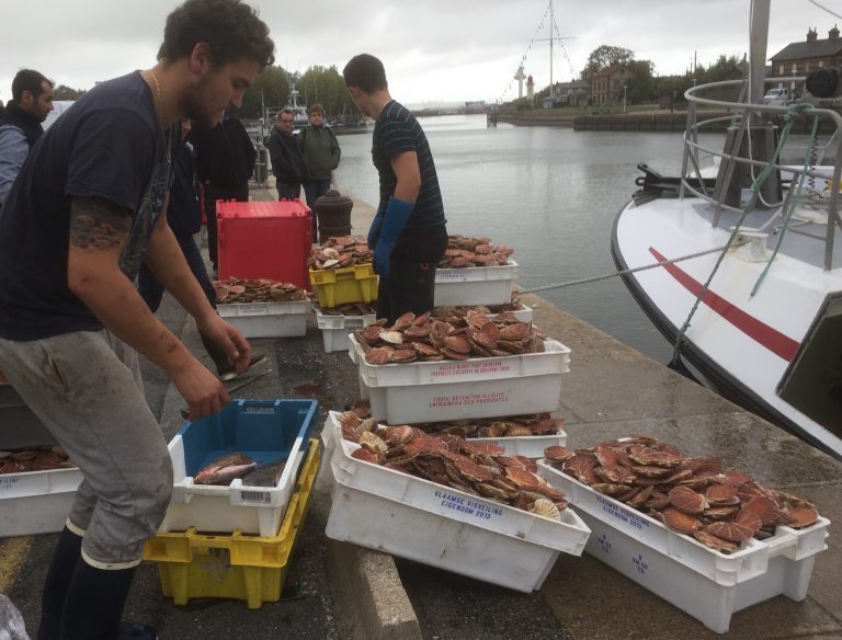 Le 12 Novembre : Ouverture de la pêche à la Coquille St-Jacques en Baie de Seine…