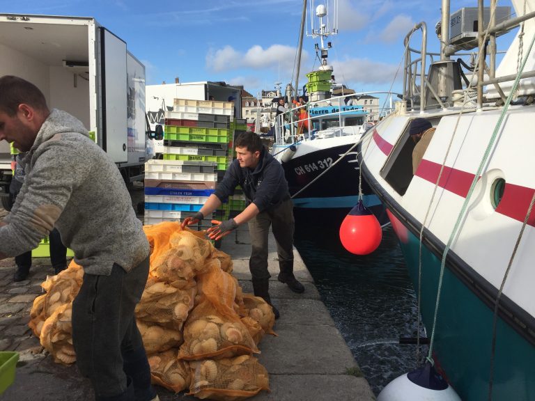 Les premières coquilles Saint-Jacques arrivent à Honfleur…