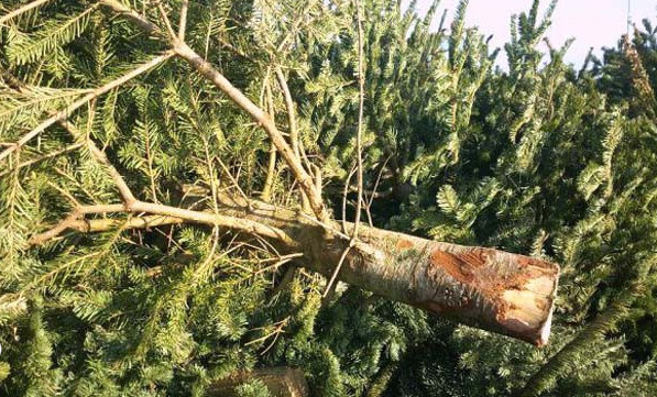 Ablon : Point d’apport volontaire pour les sapins de Noël