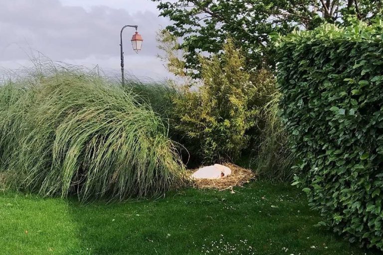 Honfleur : Une maman cygne dans son nid…ne pas déranger.