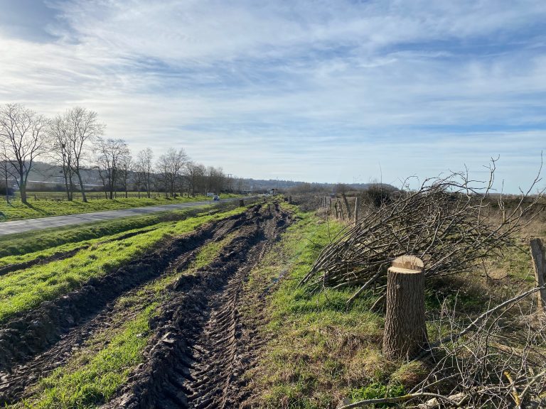 Honfleur : les élus de l’opposition interpellent le maire sur la replantation des arbres de la RD580.