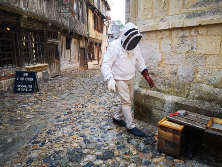 Les abeilles envahissent la ville de Honfleur