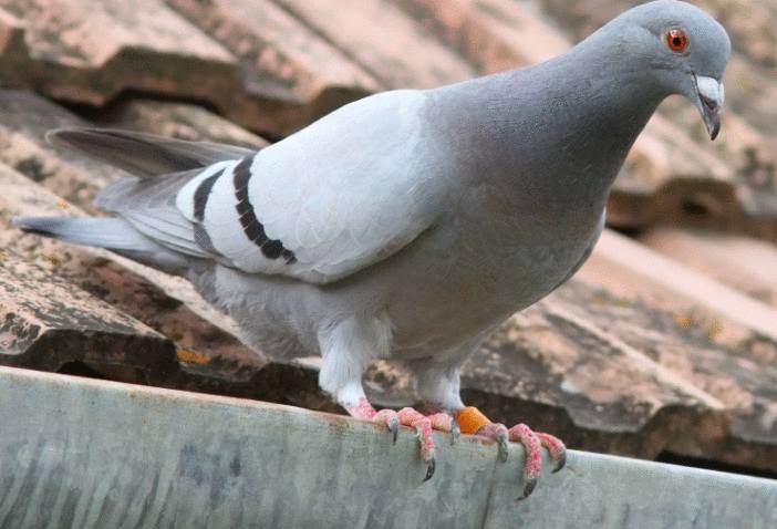 7 tonnes de fientes ramassées en une semaine : la ville de Honfleur cherche des solutions pour limiter la prolifération des pigeons…