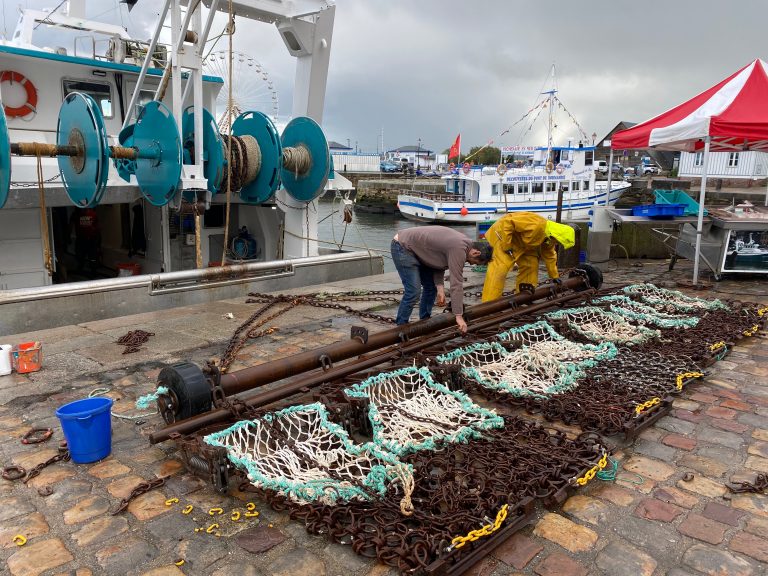 Ouverture de la pêche à la coquille Saint-Jacques ce lundi à 00h00…