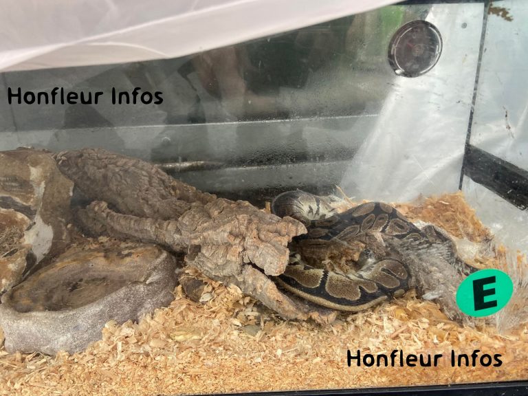 Un python royal découvert sur le parking d’Intermarché d’Equemauville