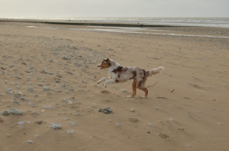 Les animaux domestiques sont interdits sur la plage de Honfleur et Vasouy