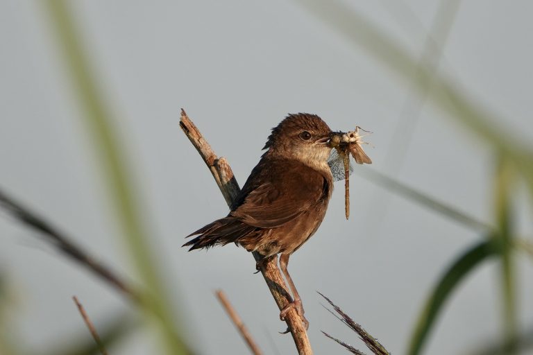 Juste de l’autre côté du pont, une expo photo sur l’estuaire et sa faune…