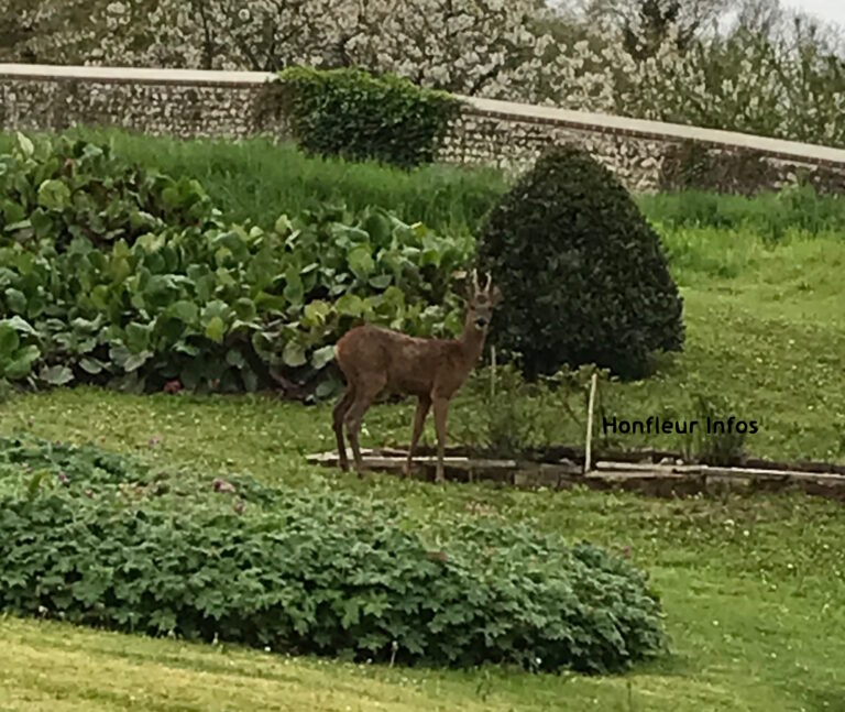 Quand dame nature frappe aux portes de la rue aux Chats…