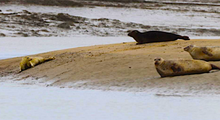 Le périple du phoque Pogo jusqu’à l’estuaire de la Seine…