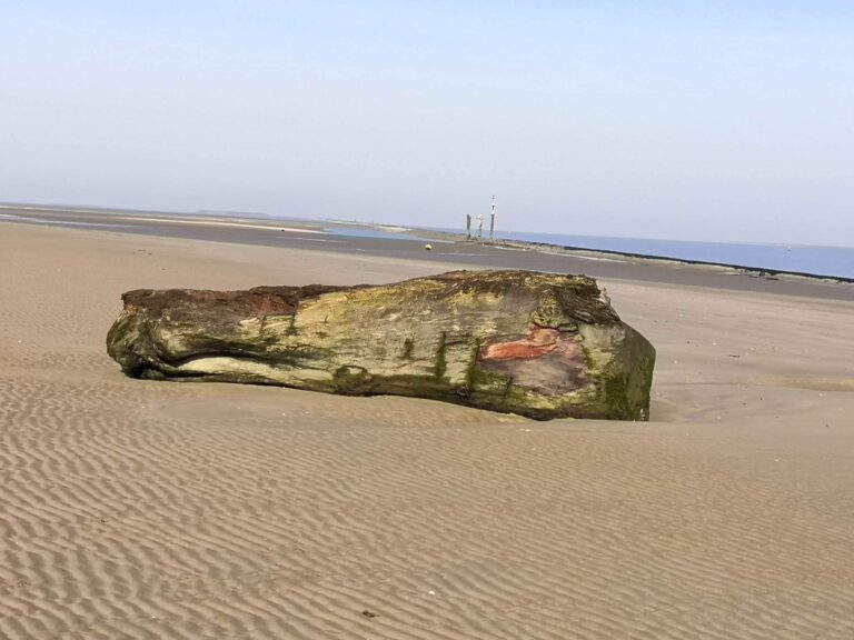 Un énorme tronc d’arbre échoué sur la plage de Honfleur