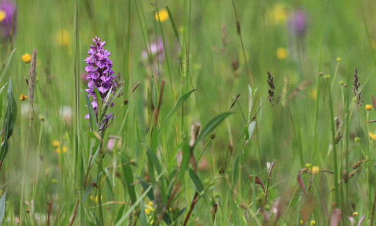 Découverte : Les Orchidées sauvages de l’estuaire…