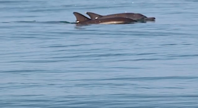 Les mammifères marins de l’estuaire de la Seine…