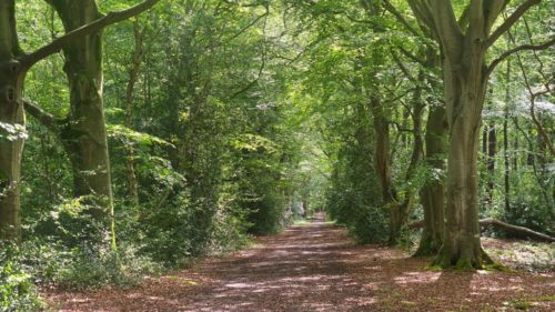 Un parcours pédestre « Octobre rose » au Bois du Breuil