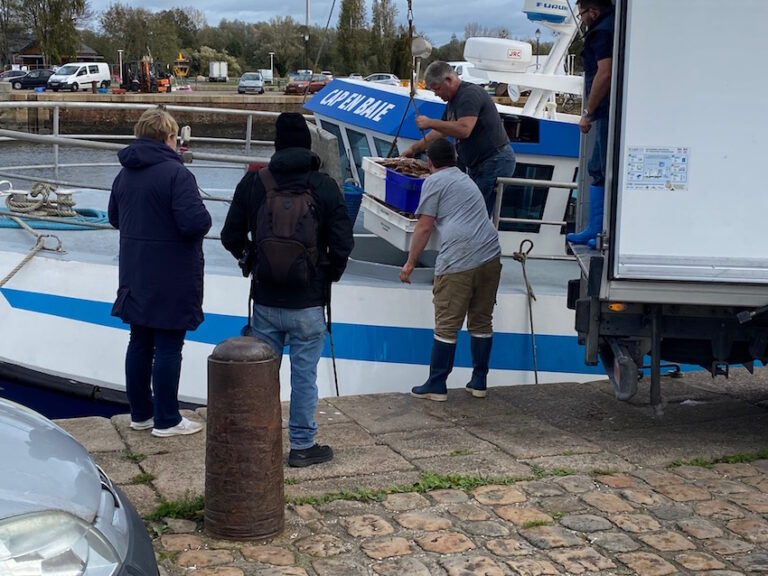 Ouverture de la pêche à coquille en Baie de Seine
