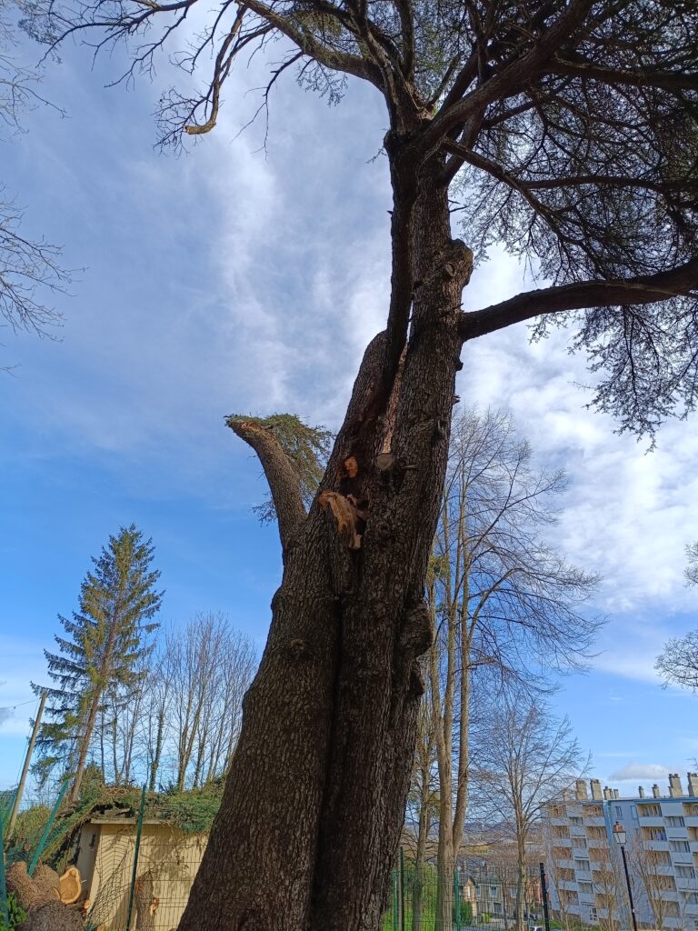 Arbre détruit par la foudre – fermeture du chemin des Longchamps jusqu’à nouvel ordre