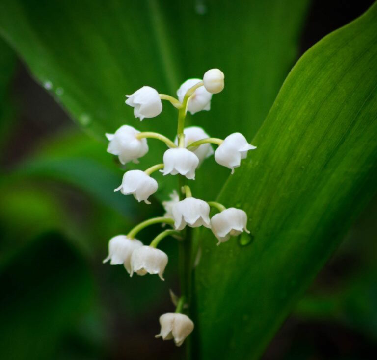 Règlementation sur la vente du muguet le 1er mai…