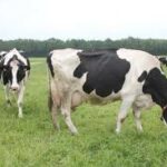 Vache
