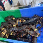 Homards