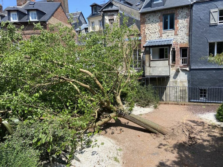Honfleur : Arbre arraché après un coup de vent
