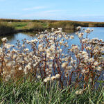 Estuaire de la Seine. © Maison de l’Estuaire
