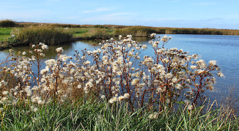 Découverte de la Réserve Naturelle de l’Estuaire : dimanche 15 juin à 9h30