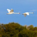 La réserve à l’heure de la migration © Peggy Godreuil