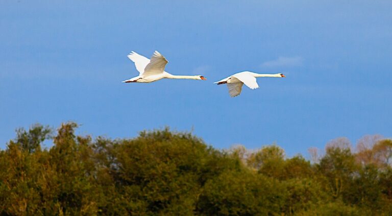 Estuaire de la Seine : Visitez une station de capture, d’étude et de baguage des oiseaux migrateurs. 
