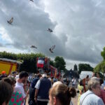 Pigeons