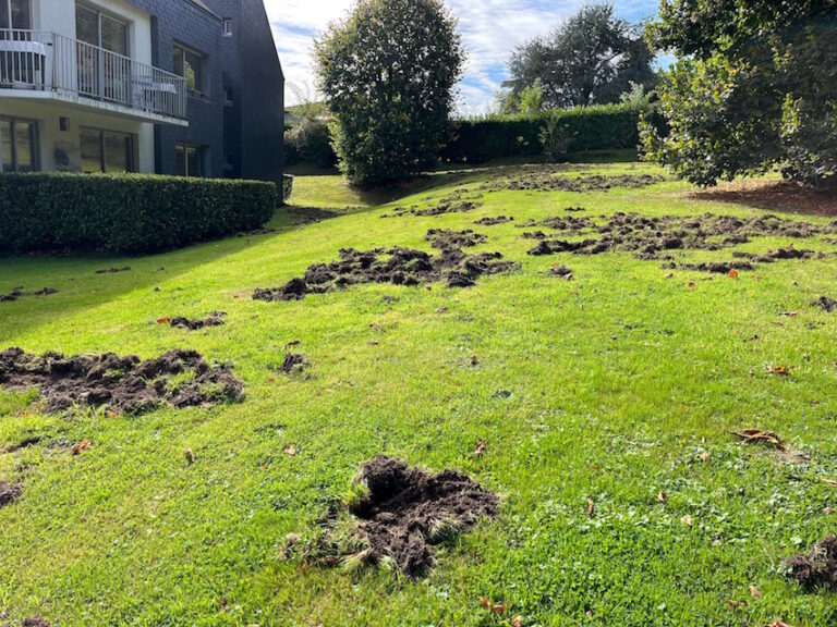 Honfleur : une horde de sangliers saccage un terrain dans un quartier de la ville.