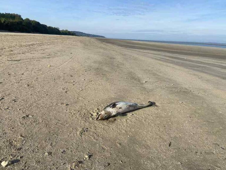 Vasouy : Un mammifère marin découvert sur la plage.
