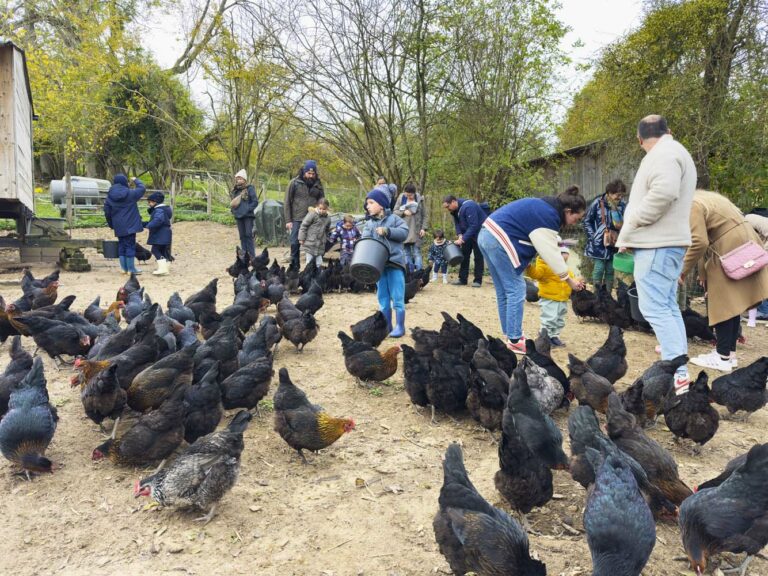 À la Ferme des Cocottes à Saint-Maclou, la dernière visite pédagogique de la saison a fait le plein 