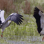 IMAGE SORTIE DU 7-12-2025