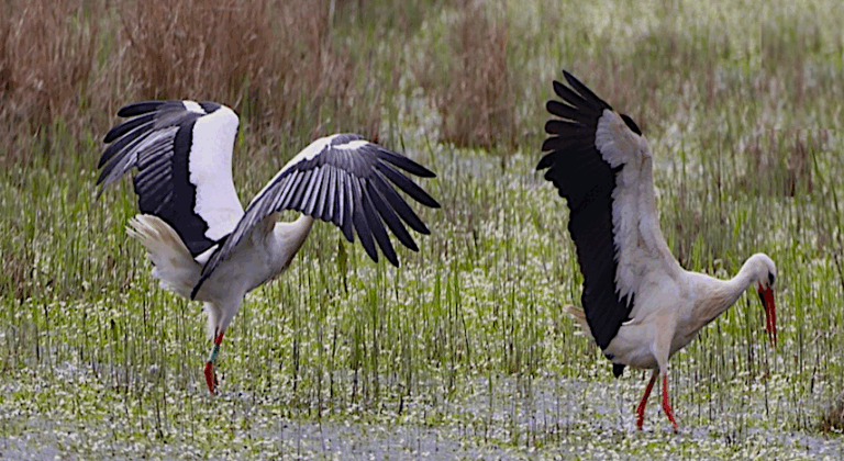 Découvrir les oiseaux d’eau d’ici et d’ailleurs : Dimanche 7 décembre à 9h00…