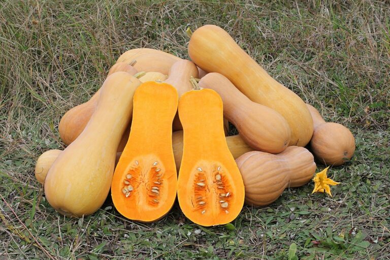 Mes recettes de Butternut…