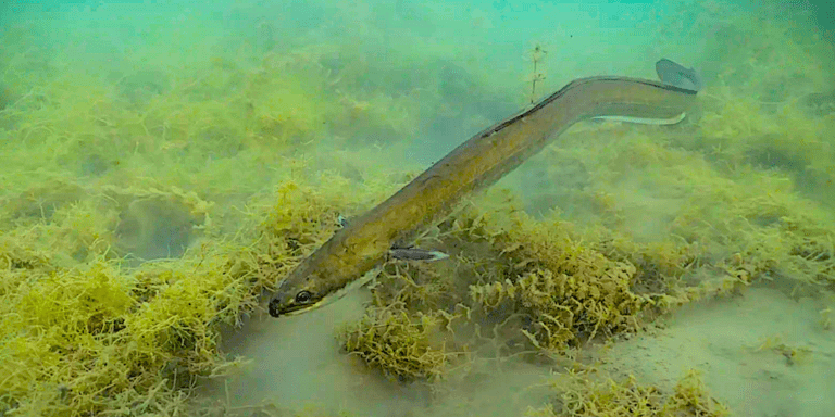 Pourquoi la pêche est interdite dans l’estuaire : avec une exception très honfleuraise ?
