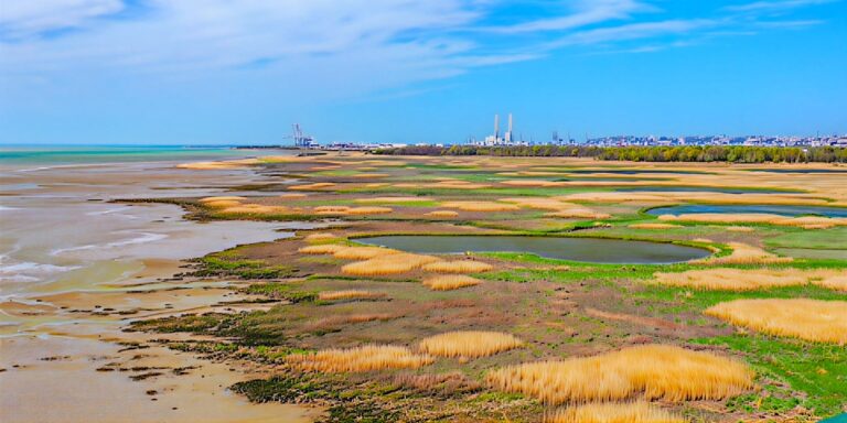 « Phoques, vasières et roselières » : une balade le samedi 24 mai à 9h30.