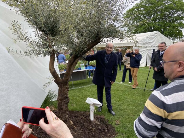 L’ancien maire de Honfleur, Michel Lamarre plante un Olivier dans le jardin public…