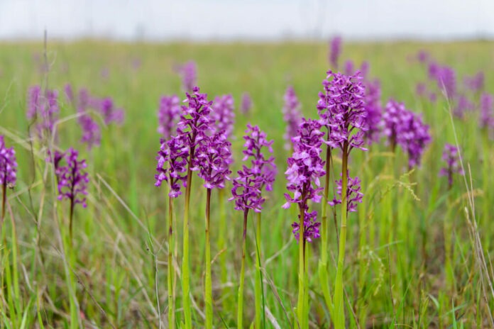 orchidees-sauvages