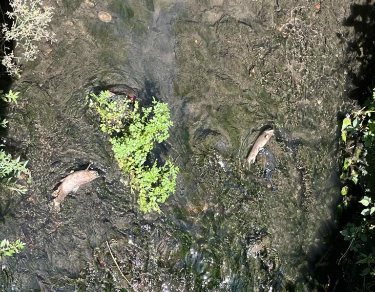Honfleur : Les effets négatifs de la canicule dans les cours d&rsquo;eau…