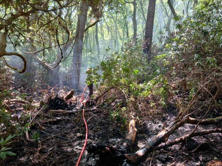 Équemauville : Un incendie détruit plus de 400 m² de végétation dans le bois du Breuil…
