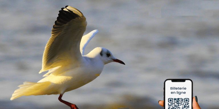 Les oiseaux du littoral : Dimanche 18 octobre à Pennedepie…
